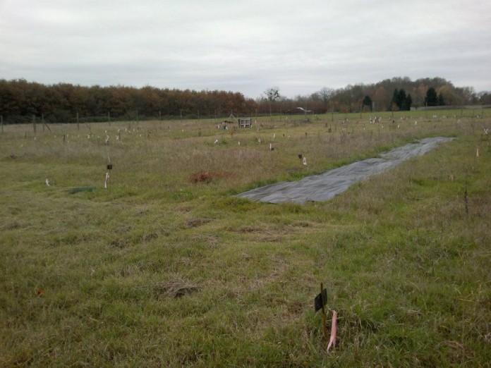 Création d'une forêt comestible